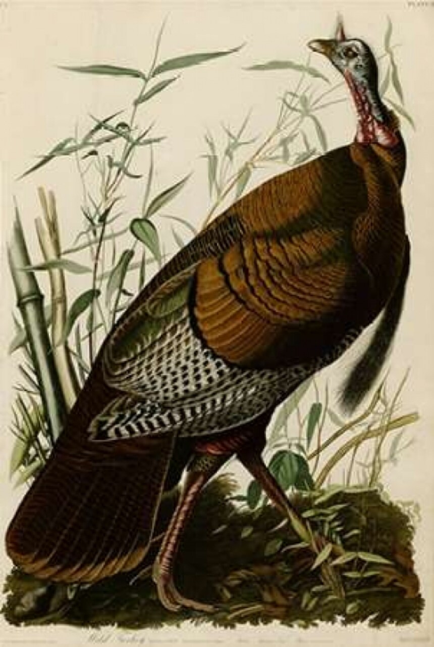 Willd Turkey Poster Print by John James Audubon - Item # VARPDXJJA01
